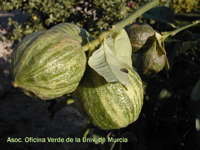 Citrus medica var. etrog