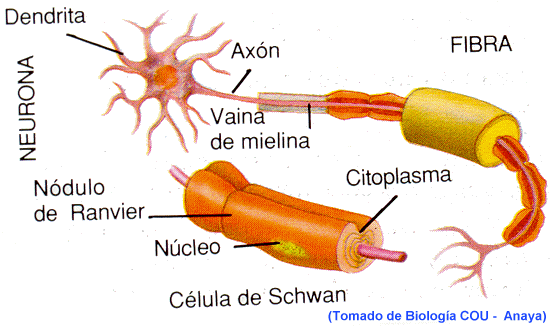 Clases De Neuronas