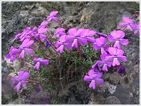 Violeta de Cazorla (Viola cazorlensis)  Margarita Sepulcre