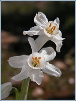 Narcissus tortifolius, en floracin en estos das de invierno