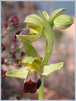 Ophrys fusca s.l., una de nuestras orqudeas ms tempraneras, ya en floracin (7-01-2007)