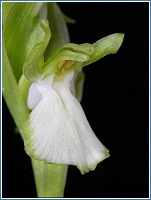 Forma hipocromtica de Orchis collina