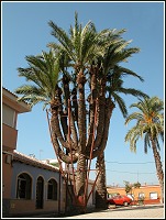 Palmera datilera de 12 brazos de La Palma (Cartagena)