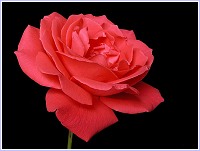 Rosa rosa, una flor ornamental tambin de otoo