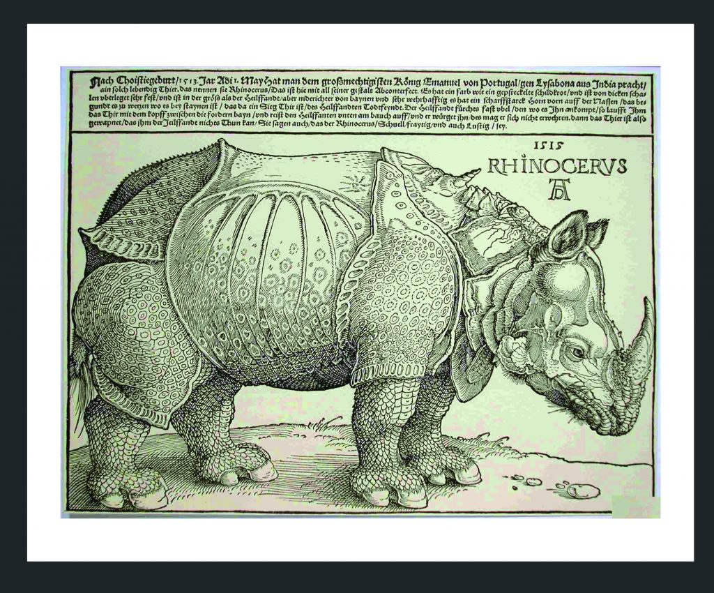 Rinoceronte indio. Grabado antiguo. Autor desconocido.