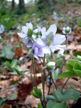 Hepatica nobilis