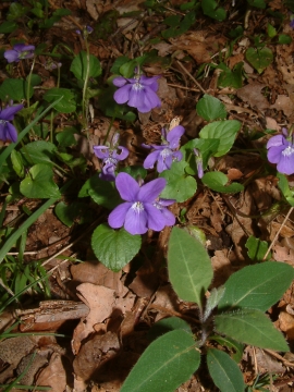 Viola reichenbachiana