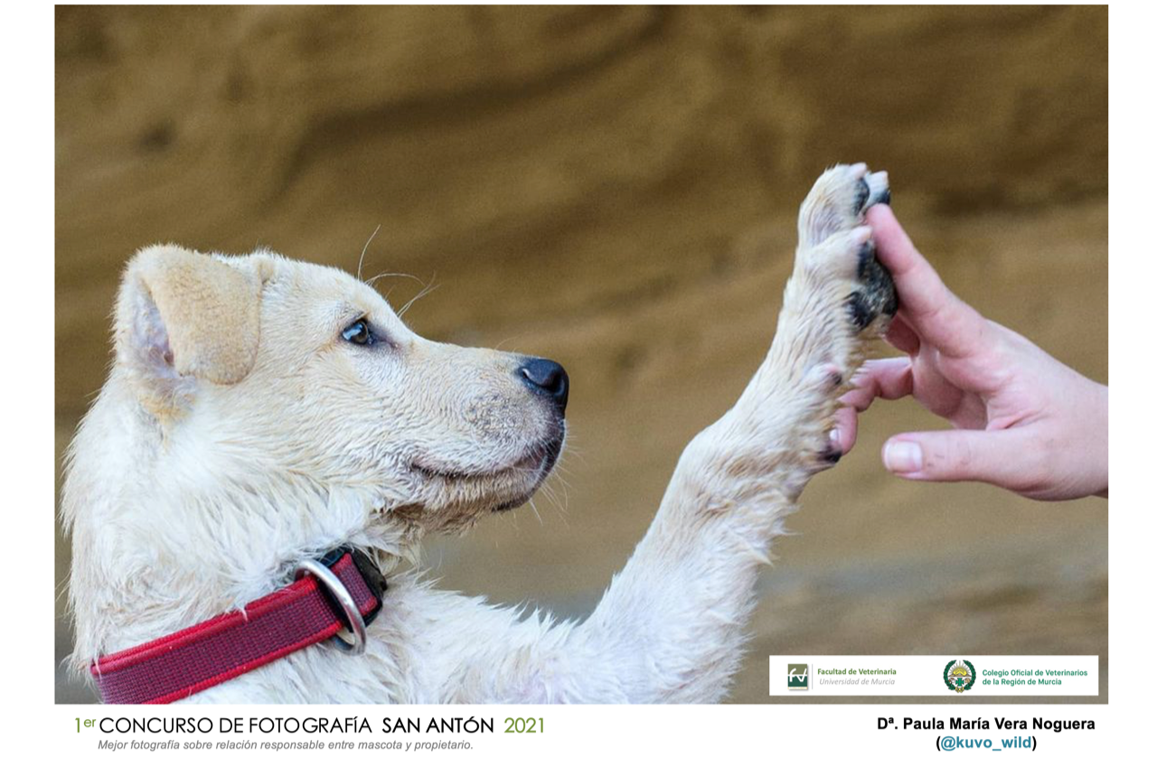 Mejor fotografía sobre relación responsable entre mascota y propietario