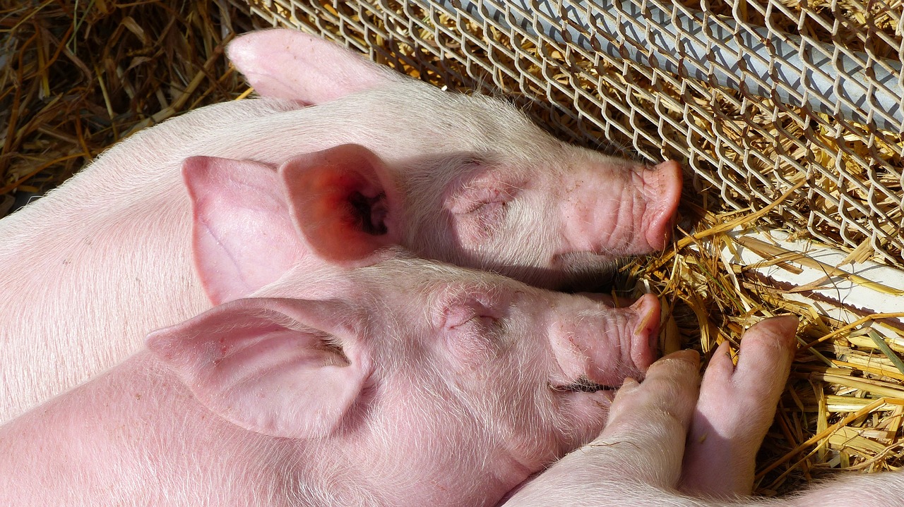 Nuevo método de edición genética de embriones porcinos