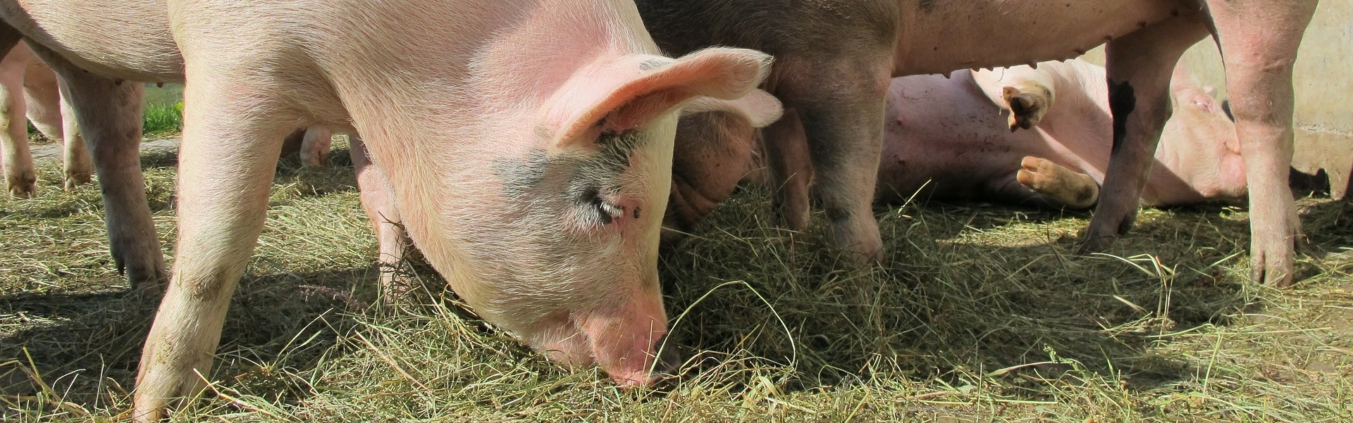 Un proyecto en el que participa la UMU busca eliminar el uso de antibióticos en la alimentación del ganado porcino