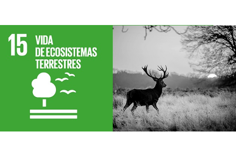 Imagen asociada al enlace con título ODS15 Vida de Ecosistemas Terrestres