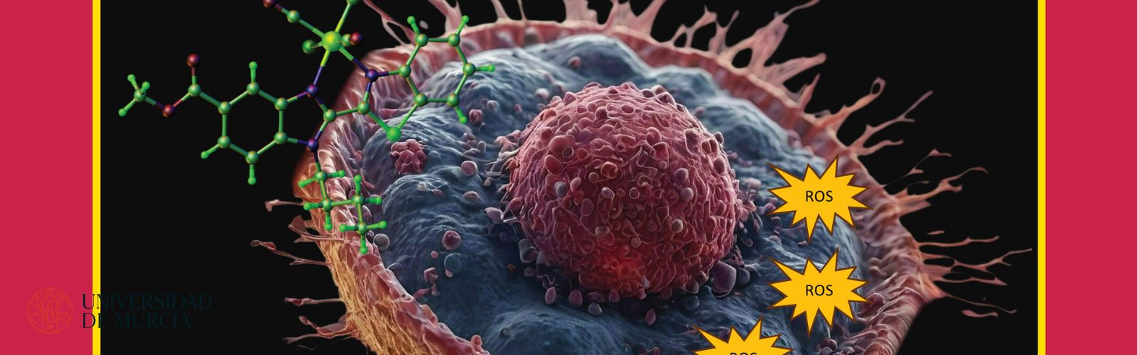 Un equipo multidisciplinar de la UMU logra la portada de Medicinal Chemistry con el descubrimiento de nuevos agentes que matan las células tumorales