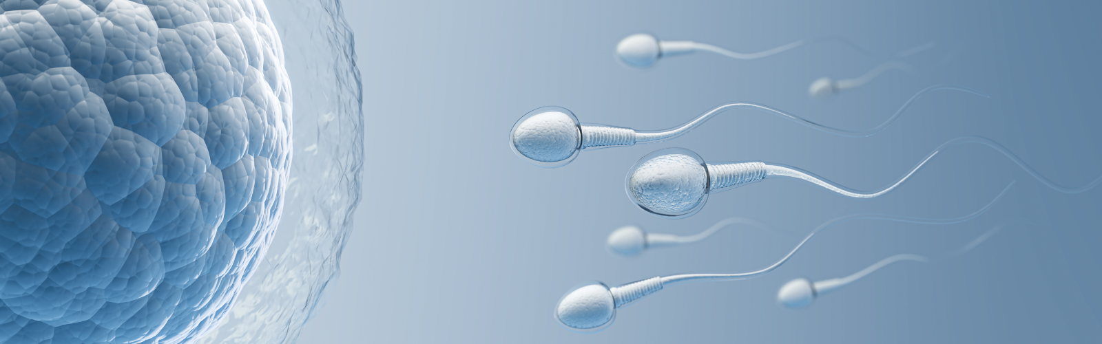 Investigadores de la UMU colaboran en un estudio clave que identifica una de las causas de la subfertilidad masculina