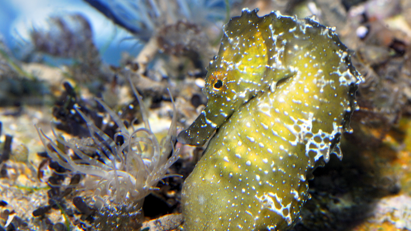 Imagen asociada al enlace con título Ecología y Ordenación de Ecosistemas Marinos Costeros