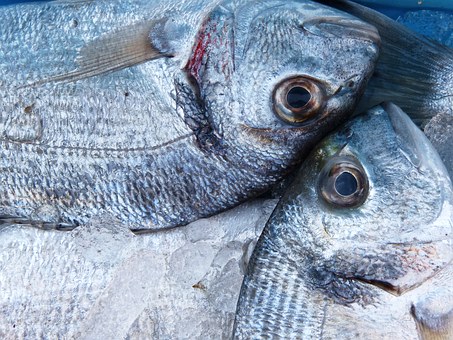 Aplicación del levamisol en la fabricación de productos dietéticos promotores del crecimiento para peces