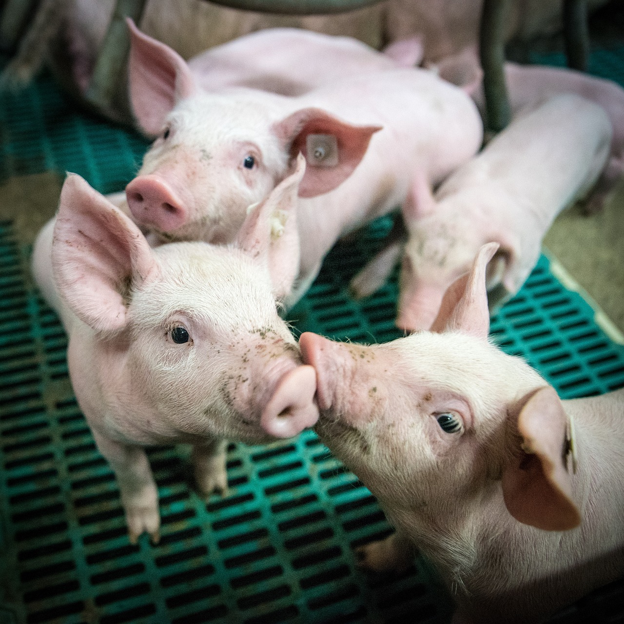 El grupo de Fisiología de la Reproducción de la UMU confirma la viabilidad de un nuevo método de edición genética de embriones porcinos