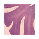 Muestra Imagen Cerebello de chinchilla: tinción hematoxilina-eosina