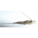 Muestra Imagen Insecta. Apterigota. Archaeognatha. Machilis sp. (by Stemonitis - Wikicommons)