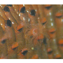 Muestra Imagen Lophophorata. Ectoprocta-Bryozoa. Dakaria subovoidea Harmer 1957 (by Keisotyo - Wikicommons)
