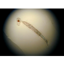Muestra Imagen Tunicata. Larvacea. Oikopleura sp. (by K. Slawomir - WORMS)