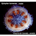 Muestra Imagen Asteroidea. Concentricycloidea. Xyloplax turnerae Rowe, Baker, & Clark, 1988 (by D. Janies - www.sfu.ca)