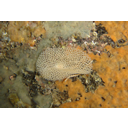 Muestra Imagen Lophophorata. Ectoprocta-Bryozoa. Reteporella grimaldii (Jullien in Jullien & Calvet, 1903) (by Elapied - Wikicommons)