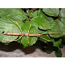 Muestra Imagen Insecta. Phasmida. Parapachymorpha zomproi Fritzsche & Gitsaga 2000 (by Drägüs - Wikicommons)