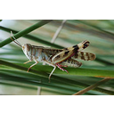 Muestra Imagen Insecta. Orthoptera. Heteracris littoralis (Rambur, 1838) (by F.X. Yuste - Wikicommons)