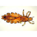 Muestra Imagen Insecta. Phthiraptera. Pediculus humanus Linnaeus, 1758 (by J. Gathany - Wikicommons)