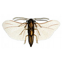 Muestra Imagen Insecta. Strepsiptera. Elenchus koebelei (Pierce, 1908) (by D. Pierce - Wikicommons)