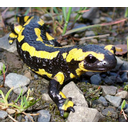 Muestra Imagen Vertebrata. Amphibia. Urxodela. Salamandra salamandra (Linnaeus, 1758) (by Wikicommons)