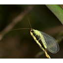 Muestra Imagen Insecta. Neuroptera. Chrysopa oculata Say, 1839 (by S. Ausmus - Wikicomons)