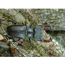 Muestra Imagen Insecta. Coleoptera. Lucanus cervus (Linnaeus, 1758) (by J.F. Gaffard - Wikicommons)