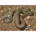 Muestra Imagen Vertebrata. Reptilia. Squamata. Malpolon monspessulanus Hermann 1804 (by  J. Speybroeck - wikicommons)