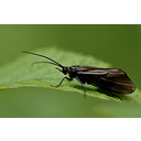Muestra Imagen Insecta. Trichoptera. Brachycentrus montanus Klapalek, 1892 (by J.K. Lindsey - Wikicommons)