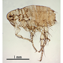 Muestra Imagen Insecta. Siphonaptera. Ctenocephalides canis (Curtis, 1826) (by L. Fernández - Wikicommons)