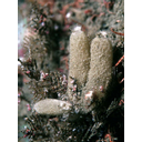 Muestra Imagen Porifera. Calcarea. Scypha ciliata Fabricius,1780 (by BioMar-TCD-WoRMS)