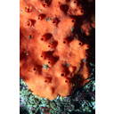 Muestra Imagen Porifera. Demospongia. Acarnus erithacus de Laubenfels, 1927 (By SIMoN - Wikicommons)