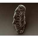 Muestra Imagen Tardigrada. (by Goldstein lab - Wikicommons)