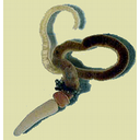 Muestra Imagen Enteropneusta. Balanoglossus sp. (by  Philcha - Wikicommons)