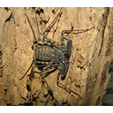 Muestra Imagen Arachnida. Amblypygi. (by Ltshears - Wikicommons)