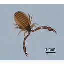 Muestra Imagen Arachnida. Pseudoscorpiones. Chelifer cancroides Haeckel, 1866 (by C. Fischer - Wikicommons)