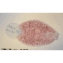 Muestra Imagen Platyhelminthes. Monogenea. Epidella sp. (by Houseman - Biodidac)