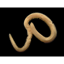 Muestra Imagen Polychaeta. Errante. Nephtys hombergii Lamarck, 1818 (by H. Hillewaert - Wikicommons)