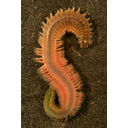 Muestra Imagen Polychaeta. Errante. Nereis succinea (Frey y Leuckart, 1847) (by H. Hillewaert - Wikicommons)