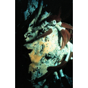 Muestra Imagen Pogonophora. Riftia pachyptila Jones, 1981 (by NOAA - Wikicommons)