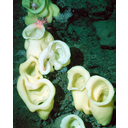 Muestra Imagen Porifera. Hexactinellida. Staurocalyptus sp. (by NOAA - Wikicommons) 
