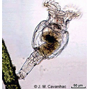 Muestra Imagen Rotifera. Bdelloidea. (by Cavanihac - Biodidac