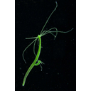 Muestra Imagen Hydrozoa. Solitario. Hydra viridissima Pallas, 1776 (by P. Schuchert - marinespecies.org)