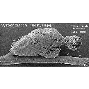 Muestra Imagen Cycliophora. Symbion pandora Funch and Kristensen, 1995 (by P. Funch - microscopy-uk.org)